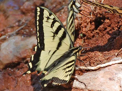 Western Tiger Swallowtail (Papilio rutulus)