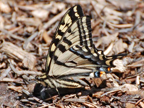 Western Tiger Swallowtail (Papilio rutulus)