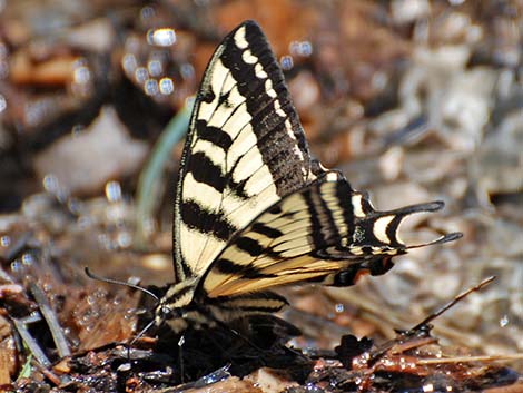 Western Tiger Swallowtail (Papilio rutulus)