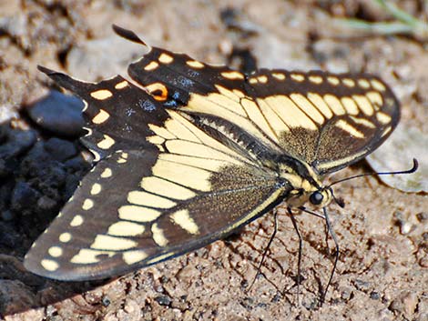 Western Tiger Swallowtail (Papilio rutulus)