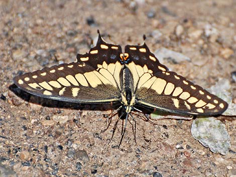 Western Tiger Swallowtail (Papilio rutulus)