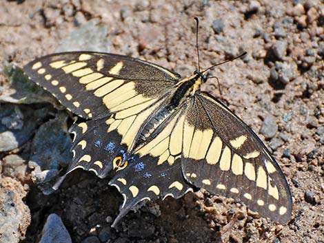 Western Tiger Swallowtail (Papilio rutulus)