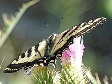 Western Tiger Swallowtail (Papilio rutulus)