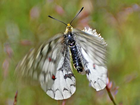 Clodius Parnassian (Parnassius clodius)