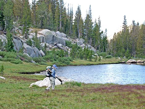 Clodius Parnassian (Parnassius clodius) habitat