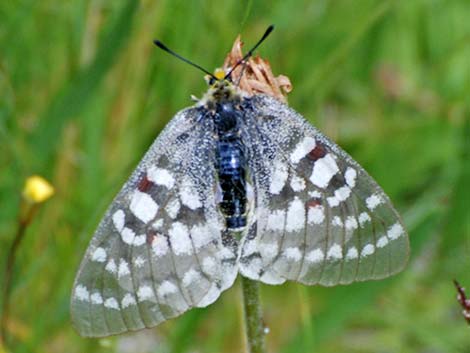 Clodius Parnassian (Parnassius clodius)