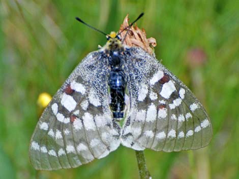 Clodius Parnassian (Parnassius clodius)