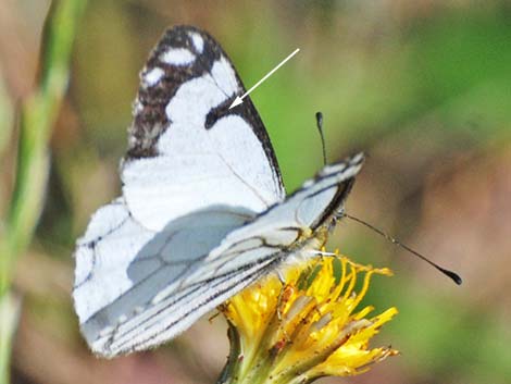 Pine White (Neophasia menapia)