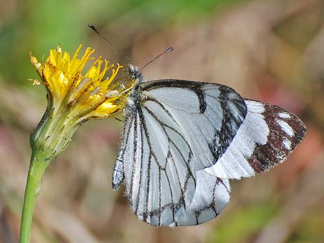 Pine White (Neophasia menapia)