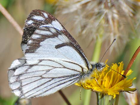 Pine White (Neophasia menapia)