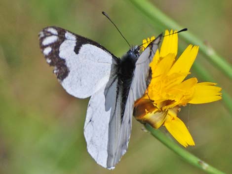 Pine White (Neophasia menapia)