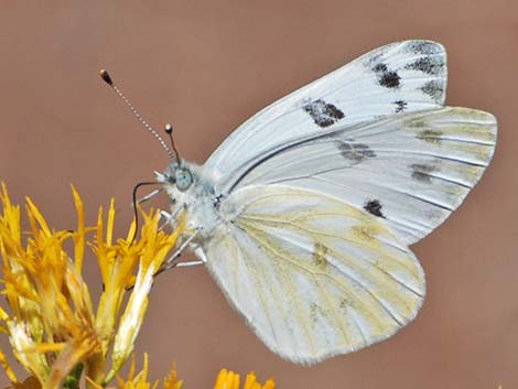 Western White (Pontia occidentalis)