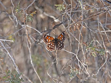 Mormon metalmark (Apodemia mormo mormo)