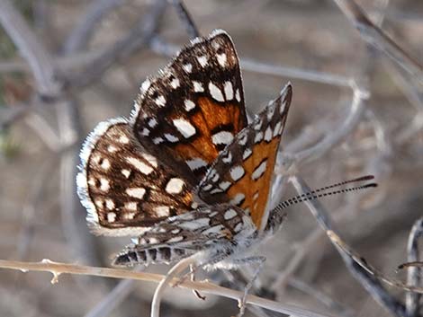 Mormon metalmark (Apodemia mormo mormo)