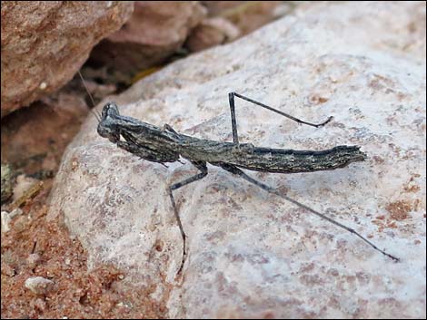 Small Ground Mantid (Litaneutria minor)