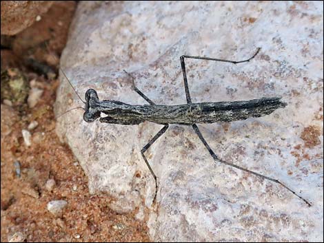 Small Ground Mantid (Litaneutria minor)