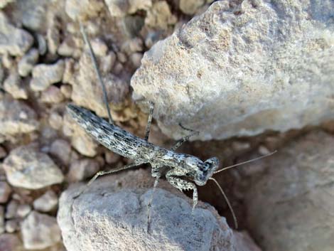 Small Ground Mantid (Litaneutria minor)