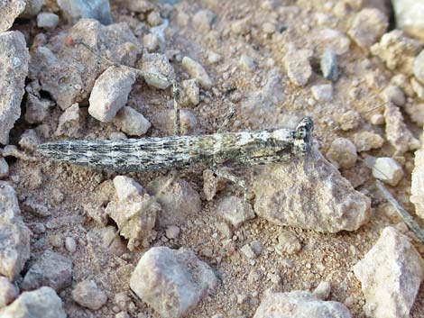 Small Ground Mantid (Litaneutria minor)