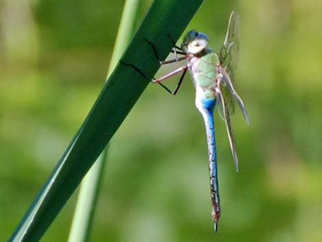 Common Green Darner Dragonfly (Anax junius)