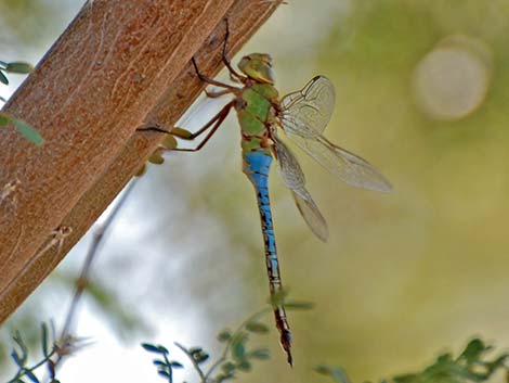 Common Green Darner (Anax junius)