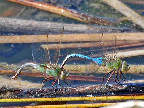 Common Green Darner (Anax junius)