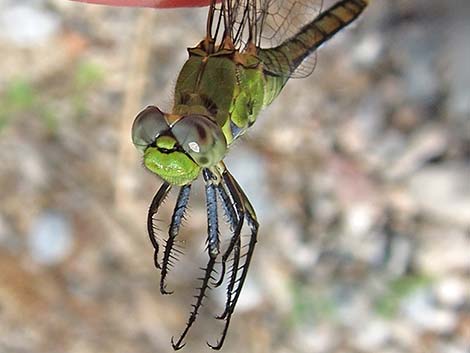 Common Green Darner Dragonfly (Anax junius)