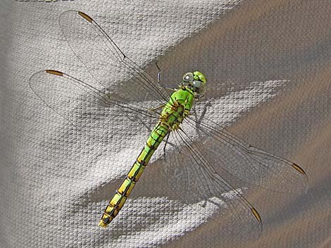 Common Green Darner Dragonfly (Anax junius)