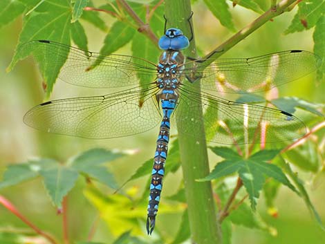 Blue-eyed Darner (Rhionaeschna multicolor)