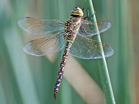 Blue-eyed Darner (Rhionaeschna multicolor)