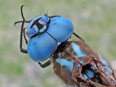 Blue-eyed Darner (Rhionaeschna multicolor)