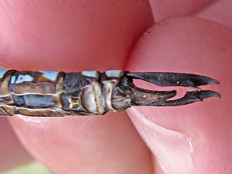 Blue-eyed Darner (Rhionaeschna multicolor)