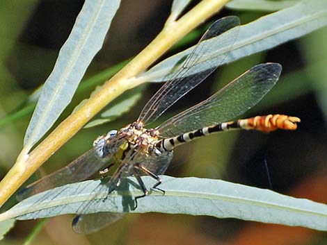 White-belted Ringtail (Erpetogomphus compositus)