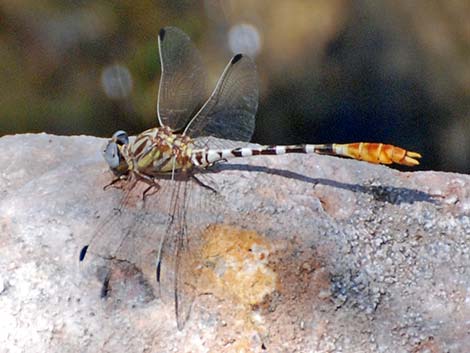 White-belted Ringtail (Erpetogomphus compositus)