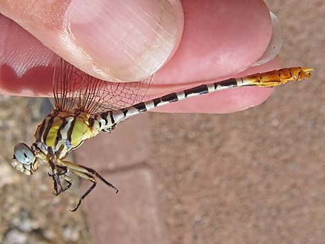 White-belted Ringtail (Erpetogomphus compositus)