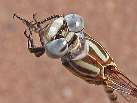 White-belted Ringtail (Erpetogomphus compositus)