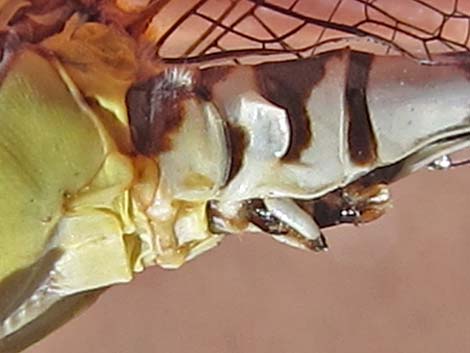 White-belted Ringtail (Erpetogomphus compositus)