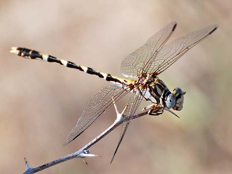 Gray Sanddagon (Progomphus borealis)