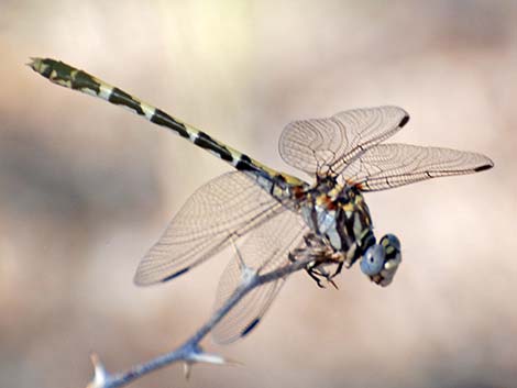 Gray Sanddagon (Progomphus borealis)