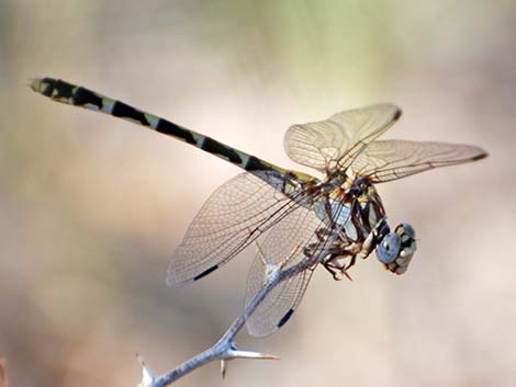 Gray Sanddagon (Progomphus borealis)