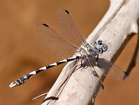 Gray Sanddagon (Progomphus borealis)