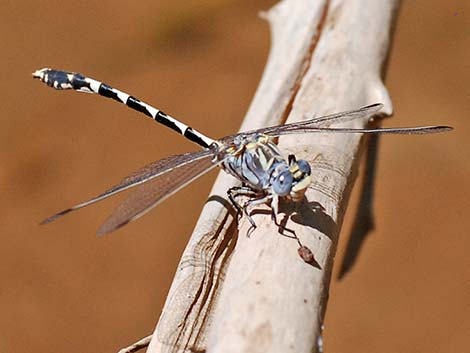 Gray Sanddagon (Progomphus borealis)