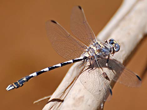 Gray Sanddagon (Progomphus borealis)