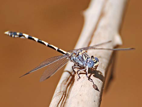 Gray Sanddagon (Progomphus borealis)