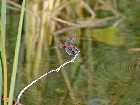 Red-tailed Pennant (Brachymesia furcata)