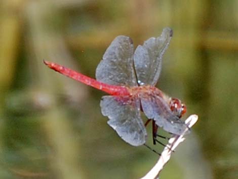 Red-tailed Pennant (Brachymesia furcata)