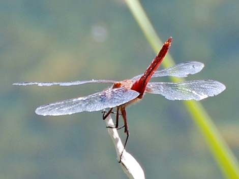 Red-tailed Pennant (Brachymesia furcata)