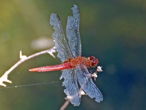 Red-tailed Pennant (Brachymesia furcata)