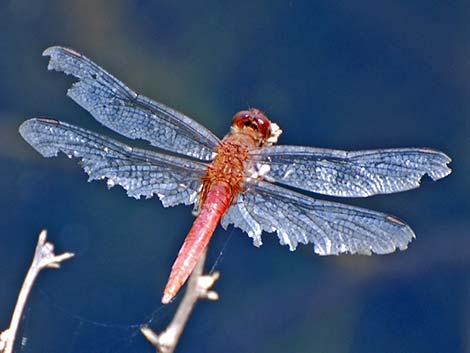 Red-tailed Pennant (Brachymesia furcata)