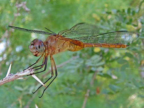 Red-tailed Pennant (Brachymesia furcata)