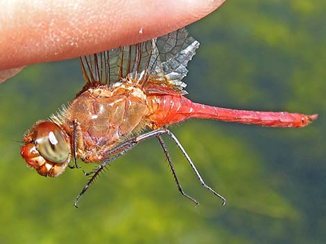 Red-tailed Pennant (Brachymesia furcata)